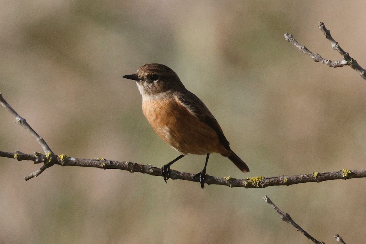 European Stonechat - ML644749840