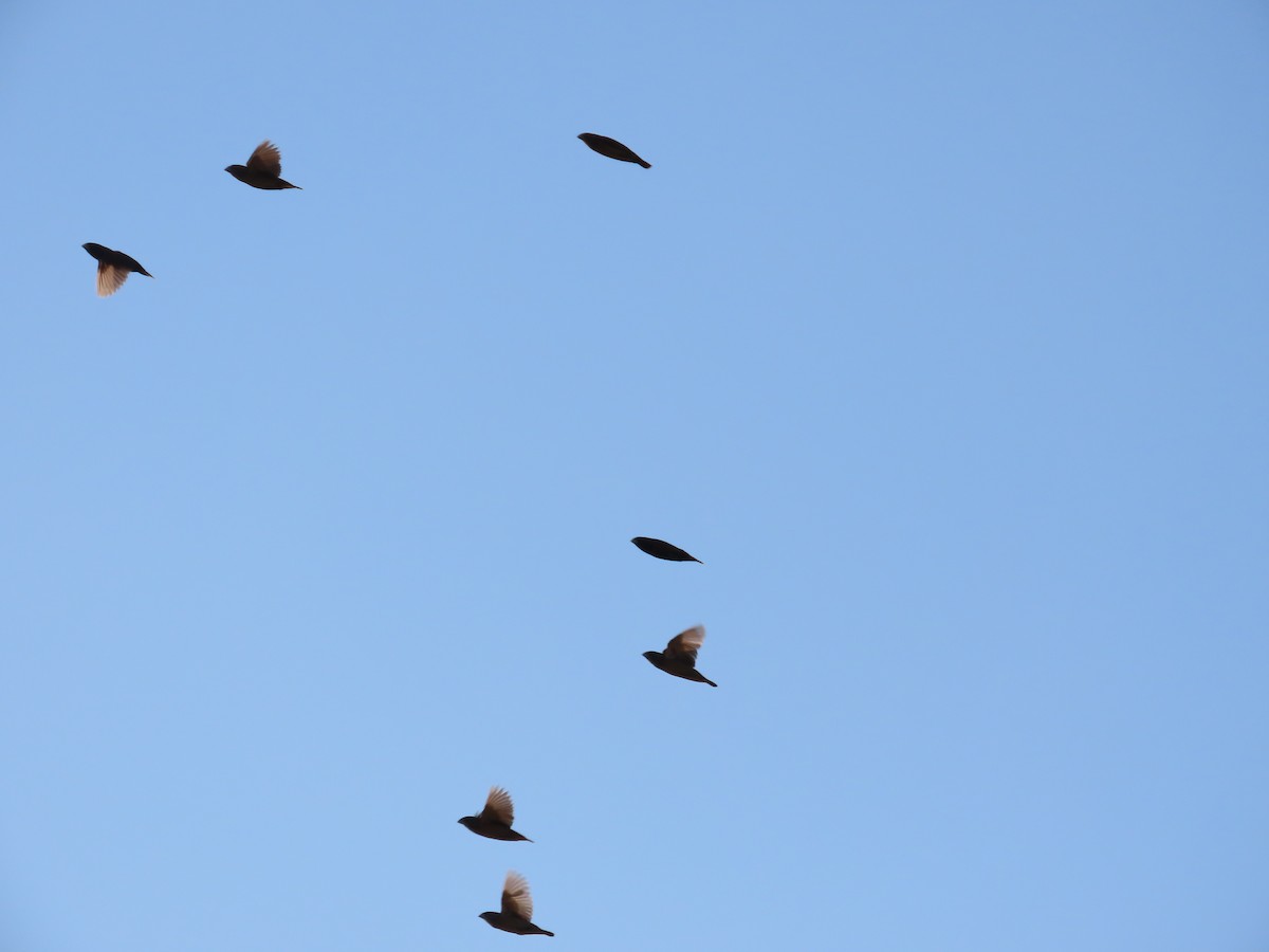 Chestnut Munia - ML644749844