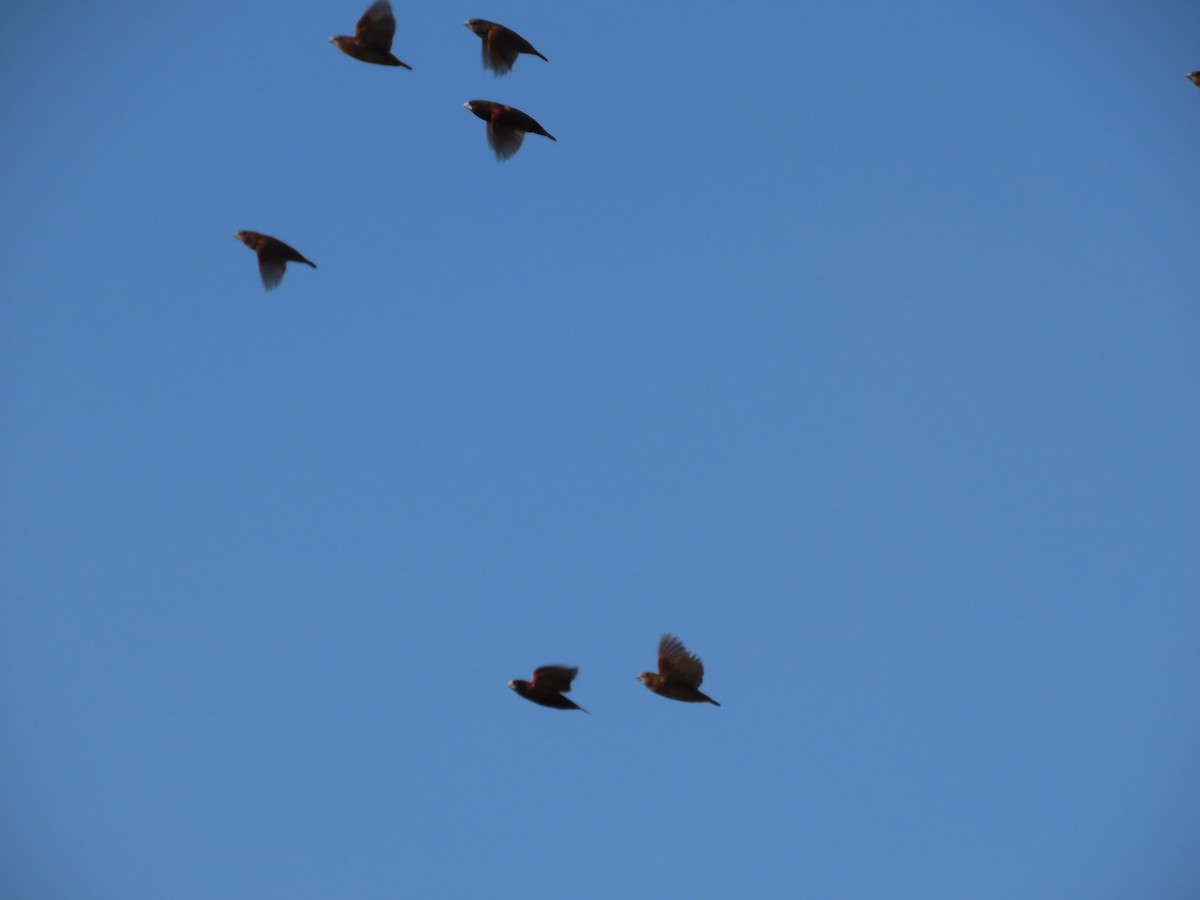 Chestnut Munia - ML644749846