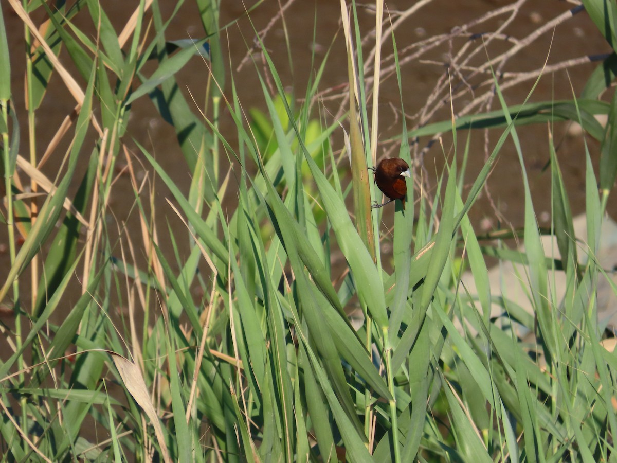 Chestnut Munia - ML644749847