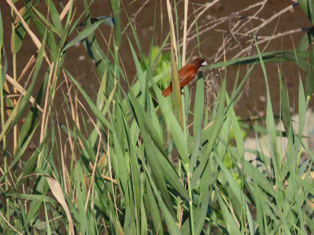 Chestnut Munia - ML644749848