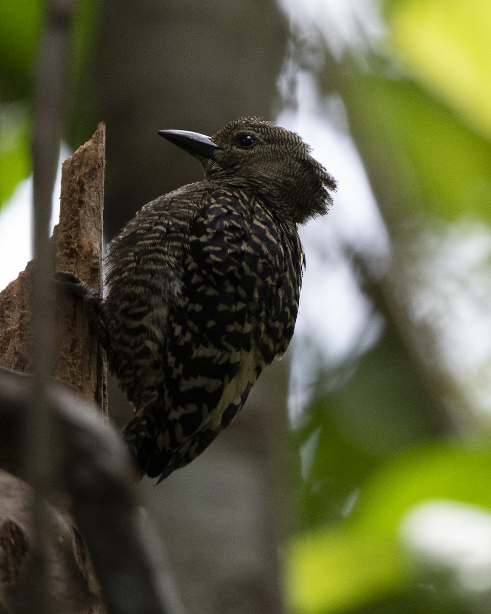 ヒメカレハゲラ - ML644749850