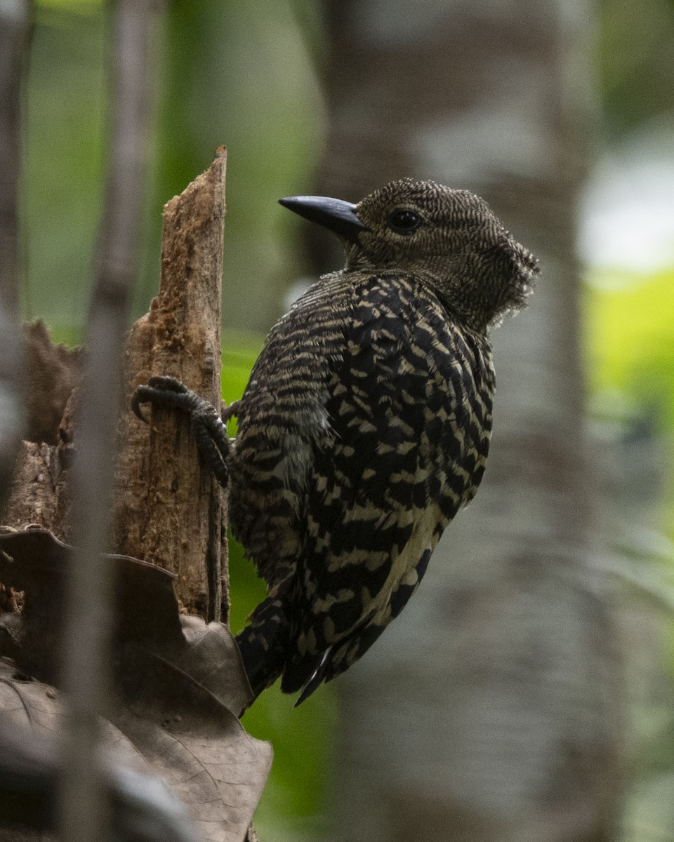 ヒメカレハゲラ - ML644749851