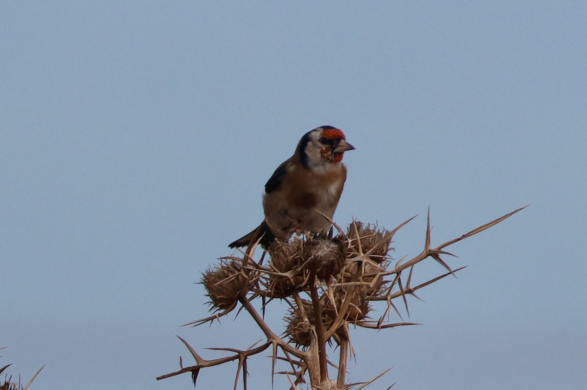 European Goldfinch - ML644749858