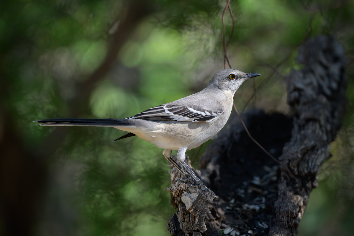 Northern Mockingbird - ML644749871