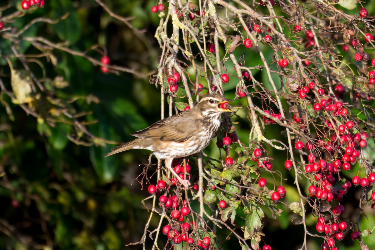 Redwing - ML644749878