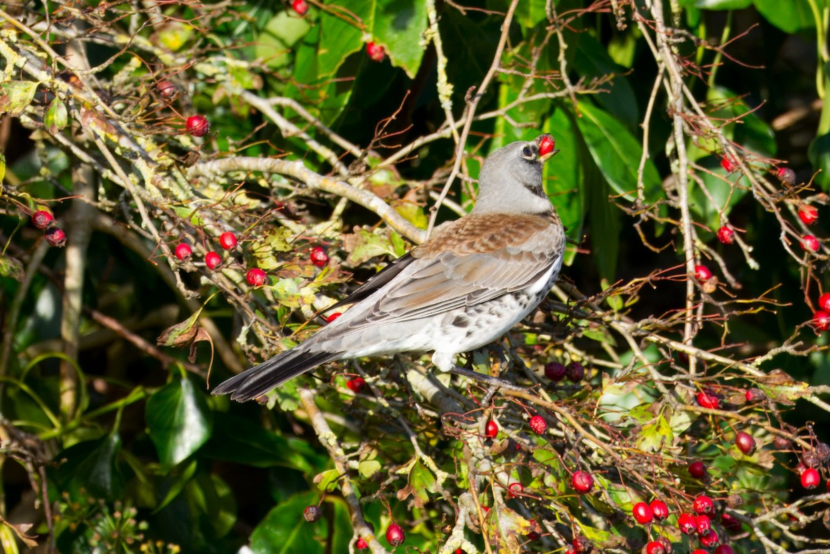 Fieldfare - ML644749882