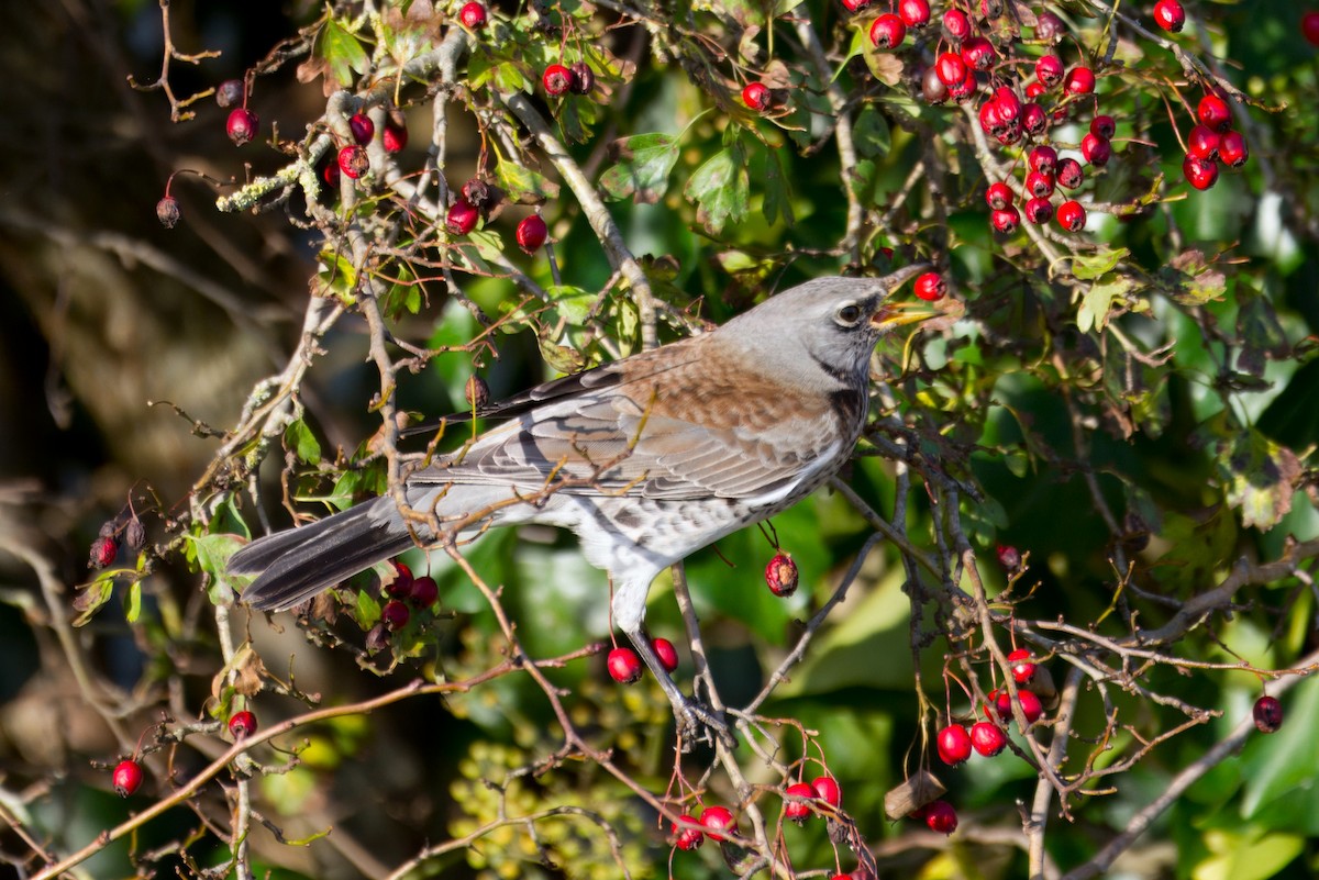 Fieldfare - ML644749883