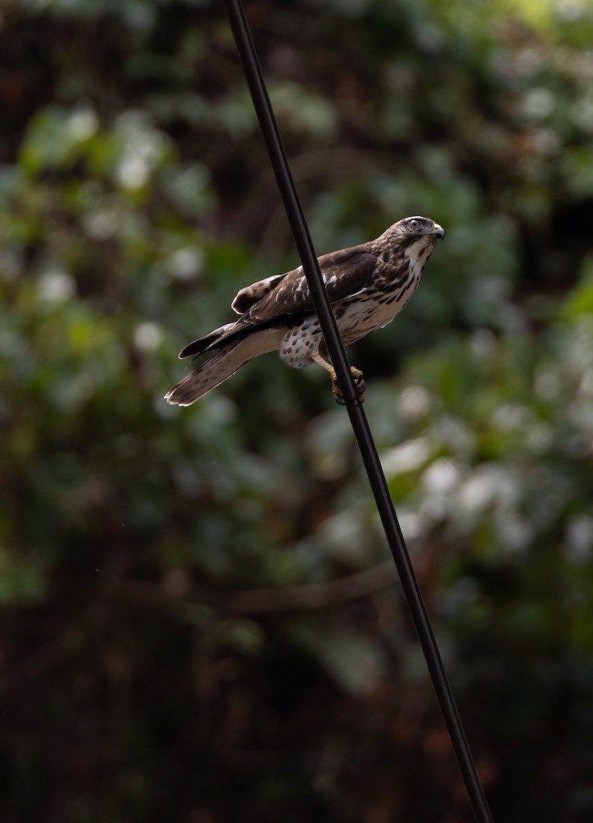 Ширококрылый канюк - ML644749885