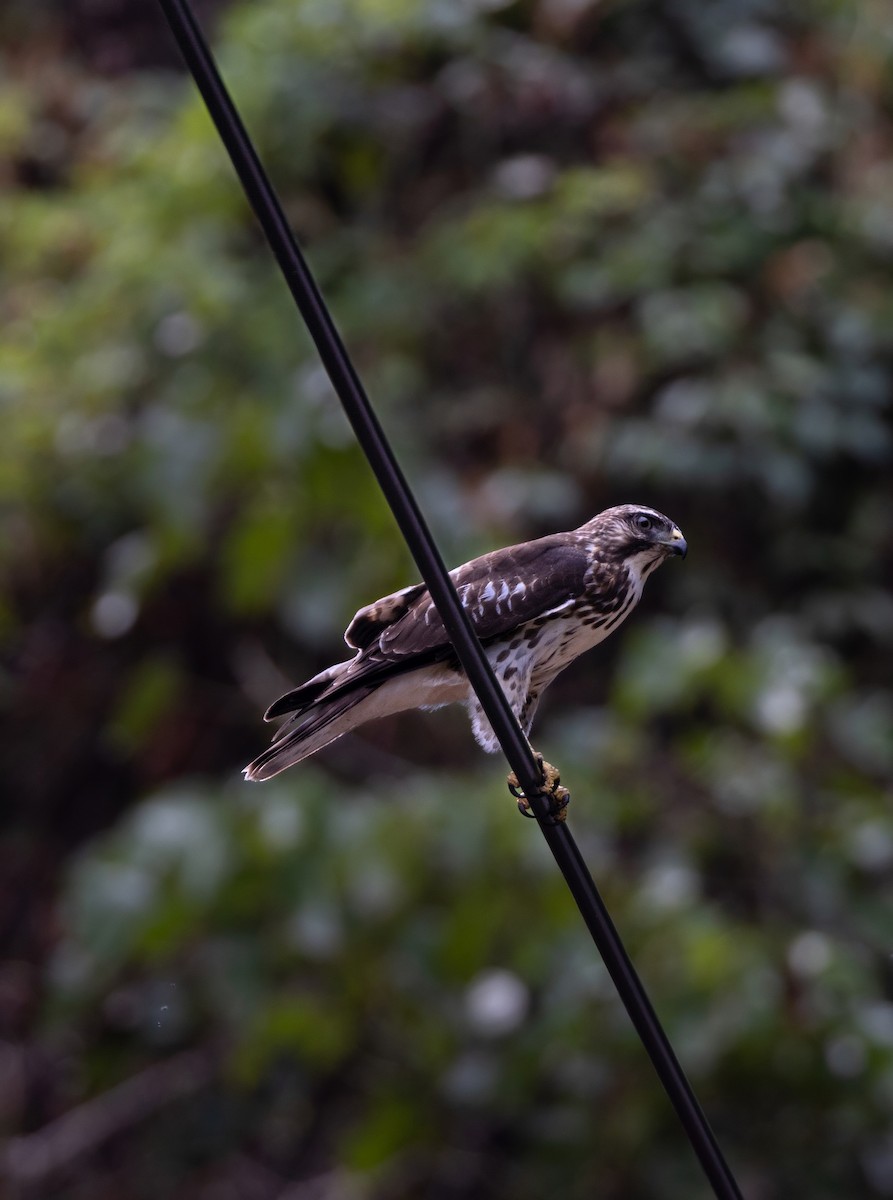 Ширококрылый канюк - ML644749886