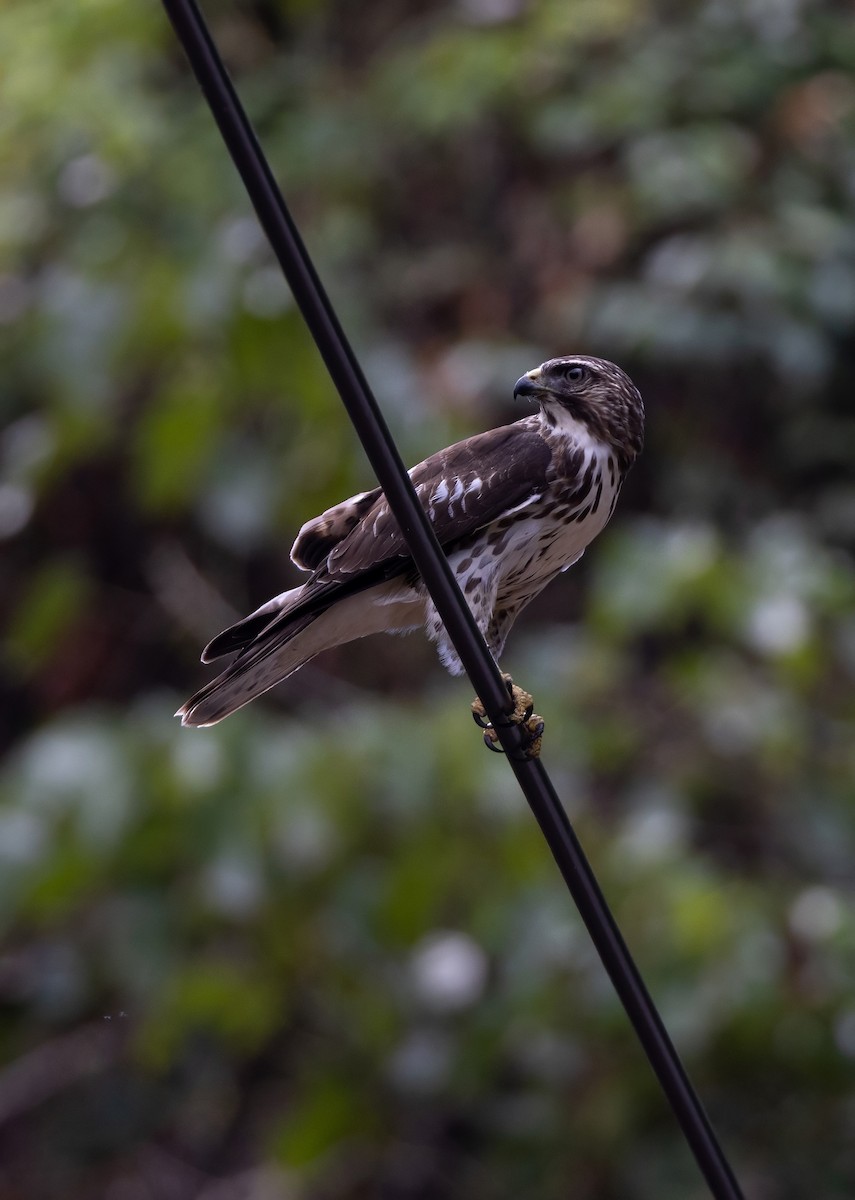 Ширококрылый канюк - ML644749887