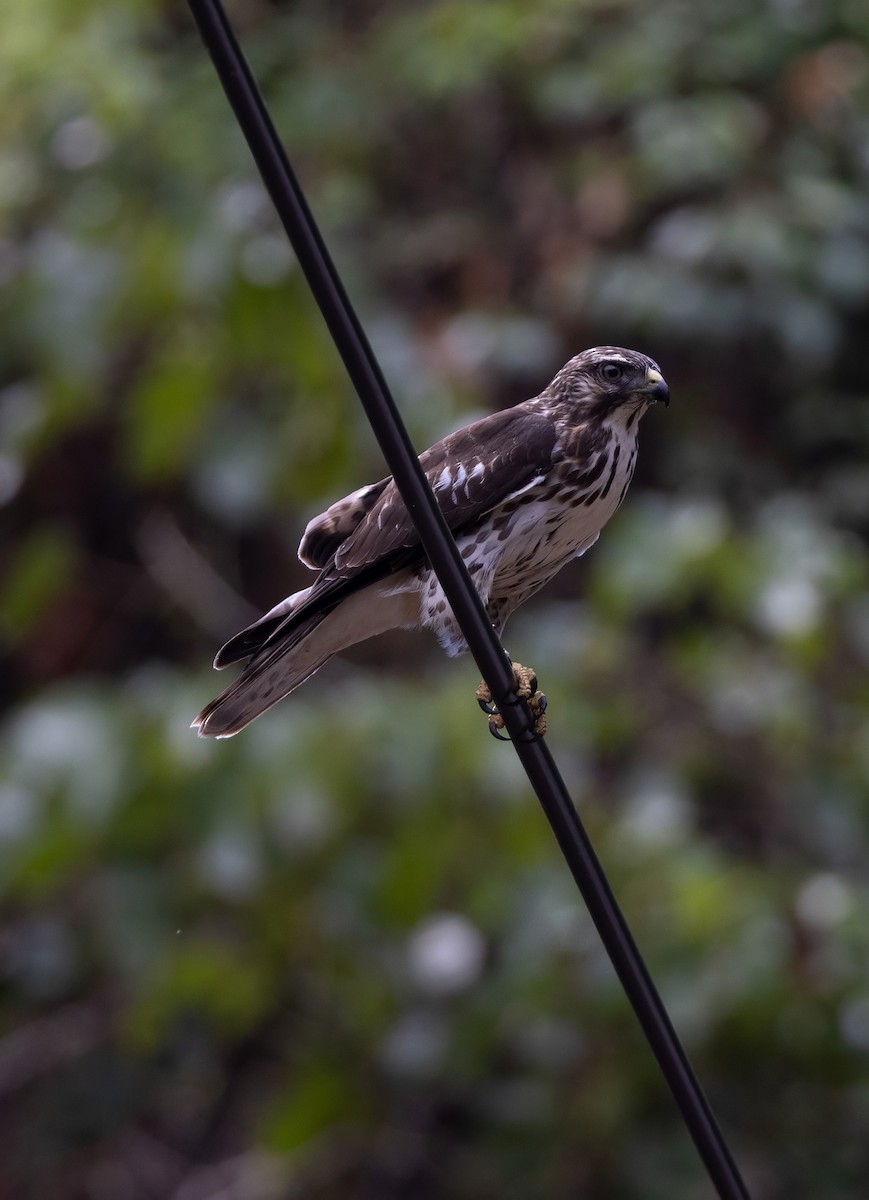 Ширококрылый канюк - ML644749888