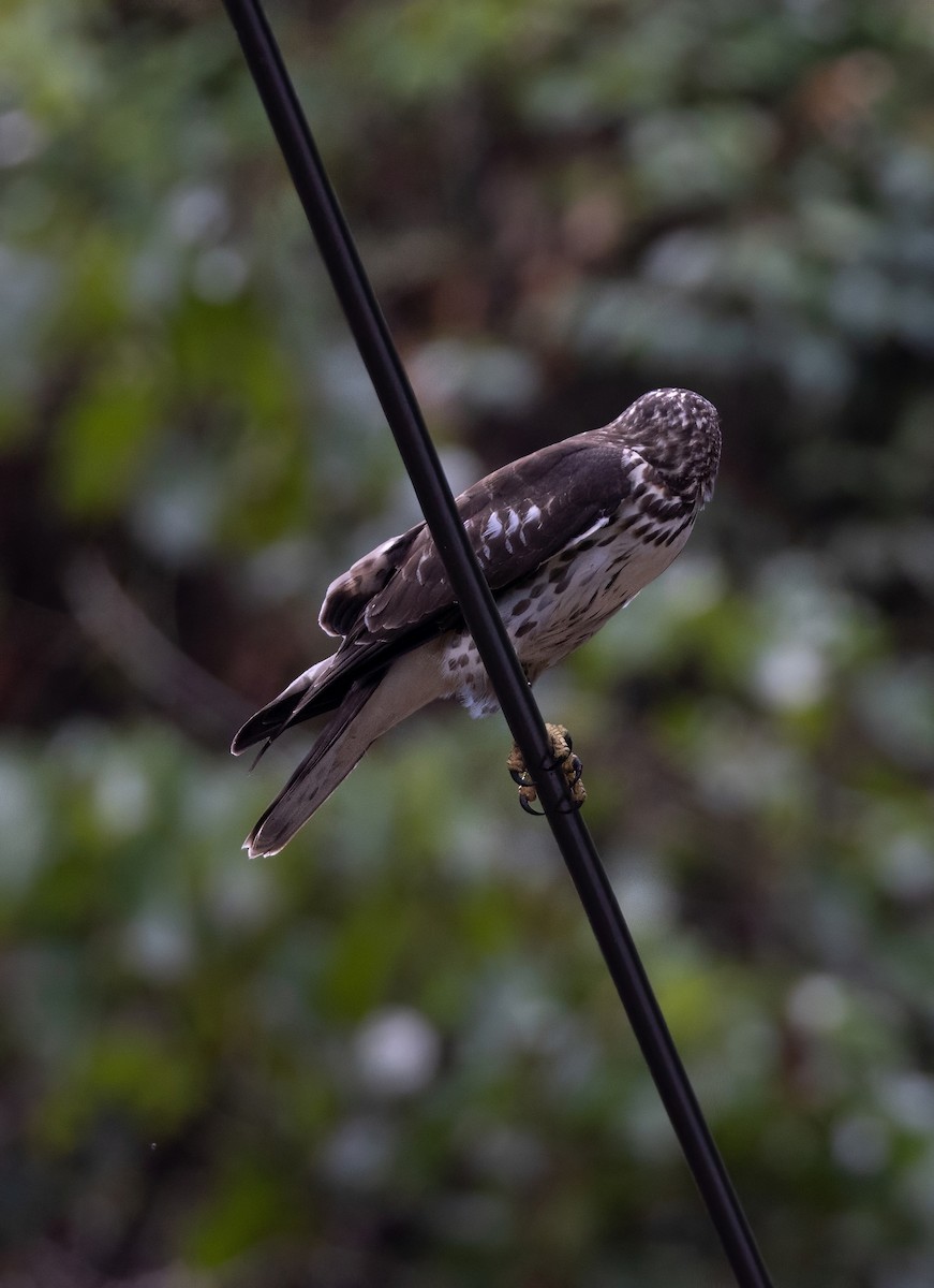 Ширококрылый канюк - ML644749889