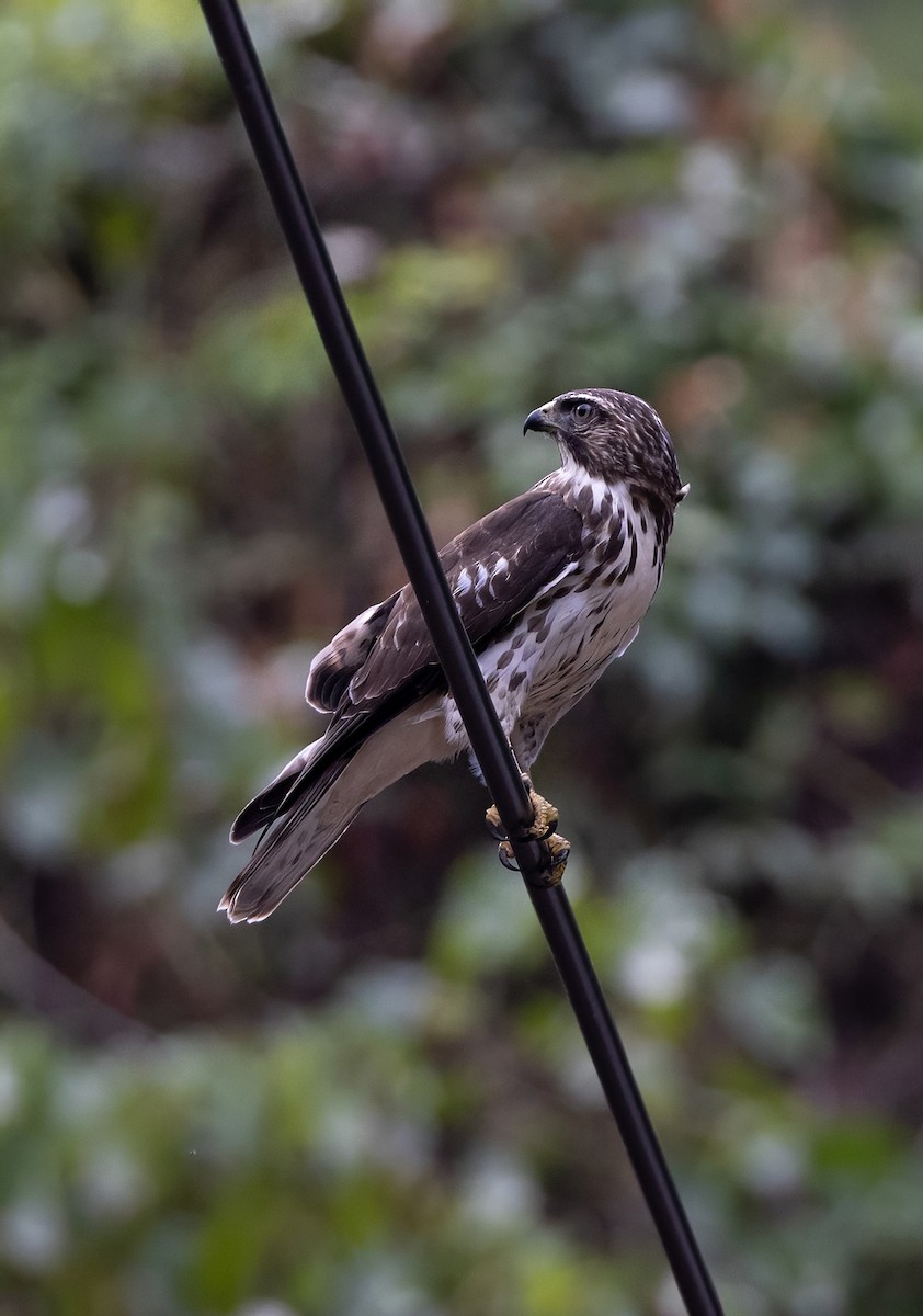 Ширококрылый канюк - ML644749890