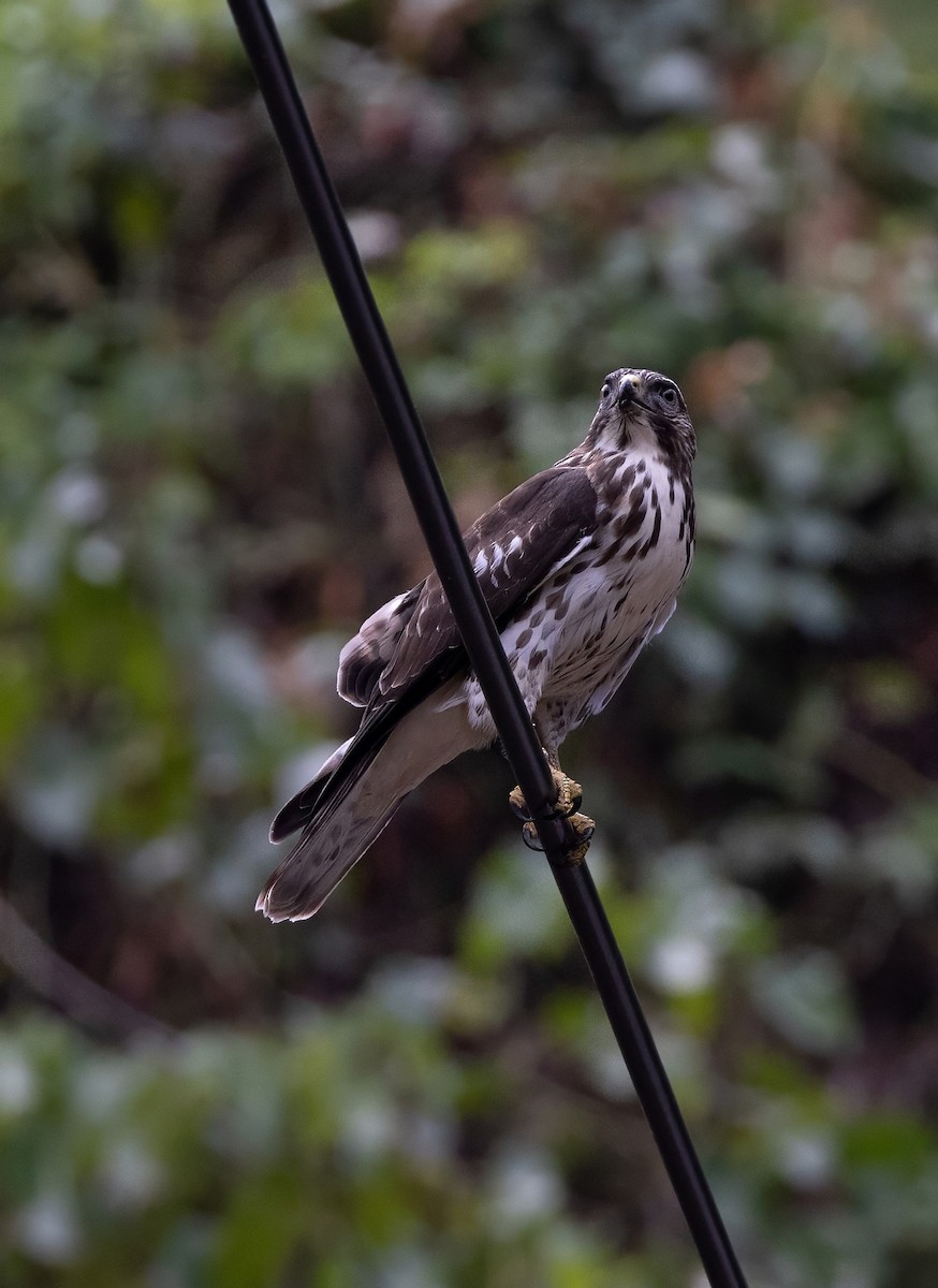 Ширококрылый канюк - ML644749891