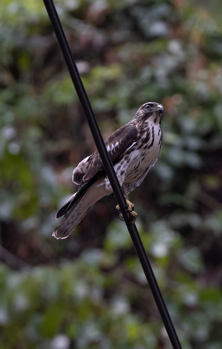 Ширококрылый канюк - ML644749892