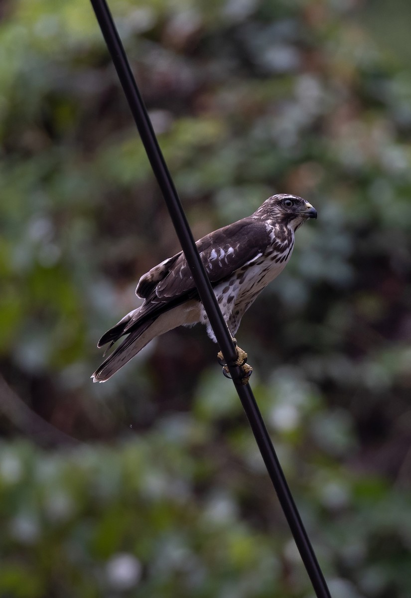 Ширококрылый канюк - ML644749893