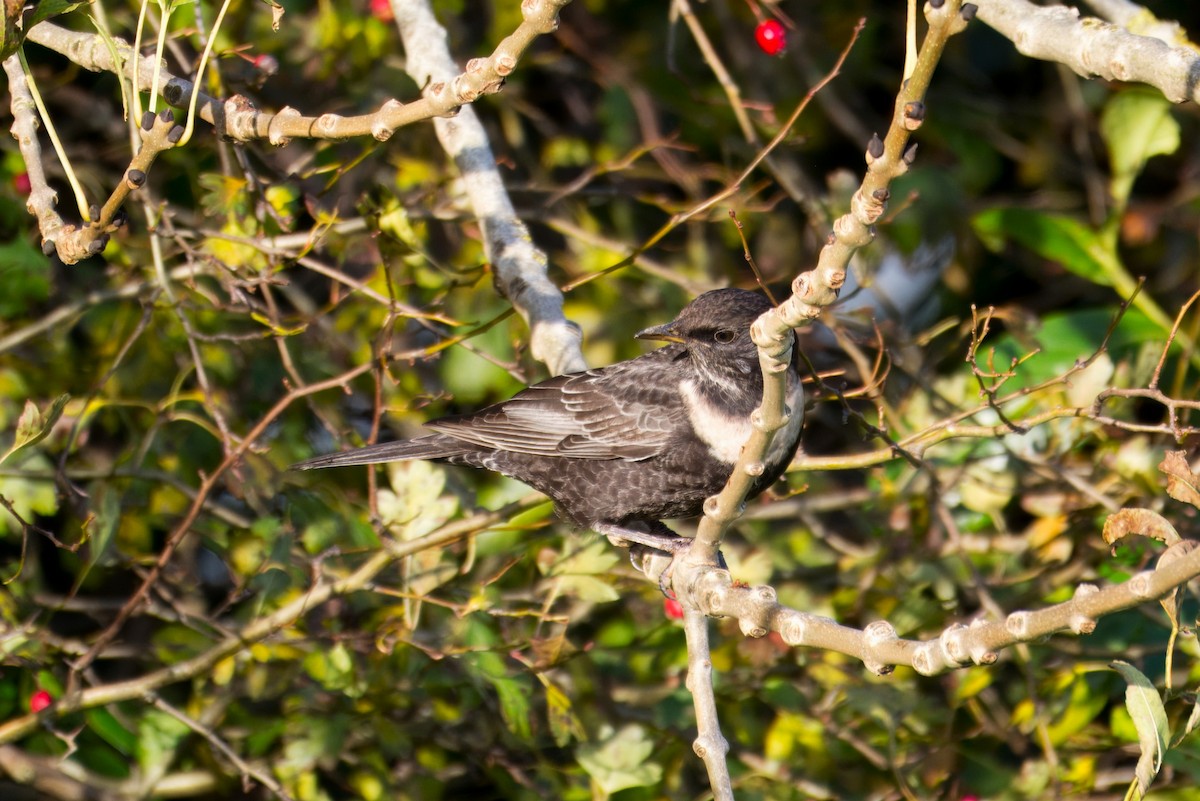 Ring Ouzel - ML644749895