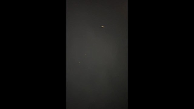 paruline sp. - ML644749906