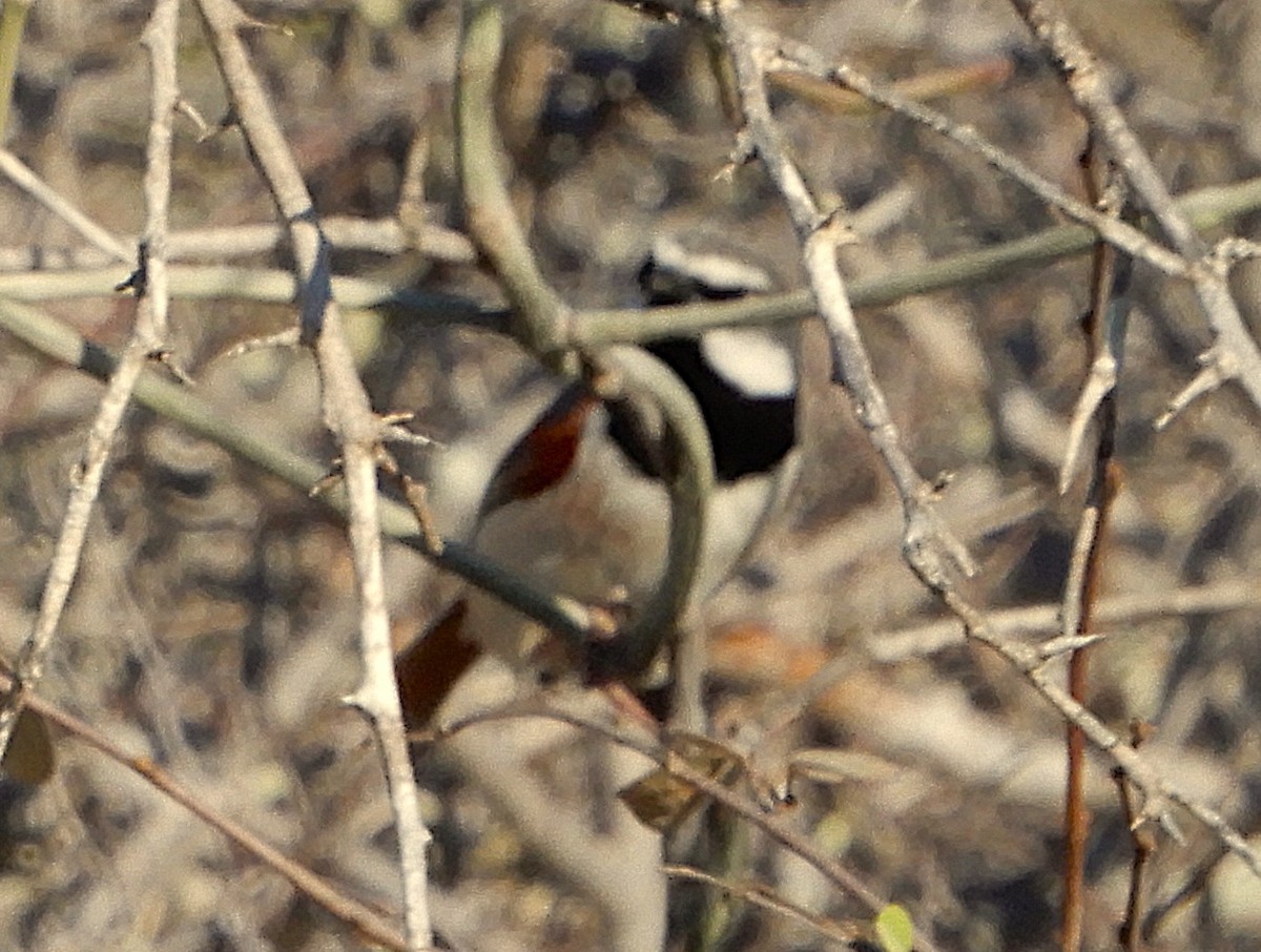 Red-shouldered Vanga - ML644749930