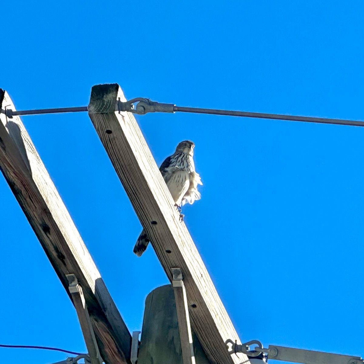 Cooper's Hawk - ML644749941