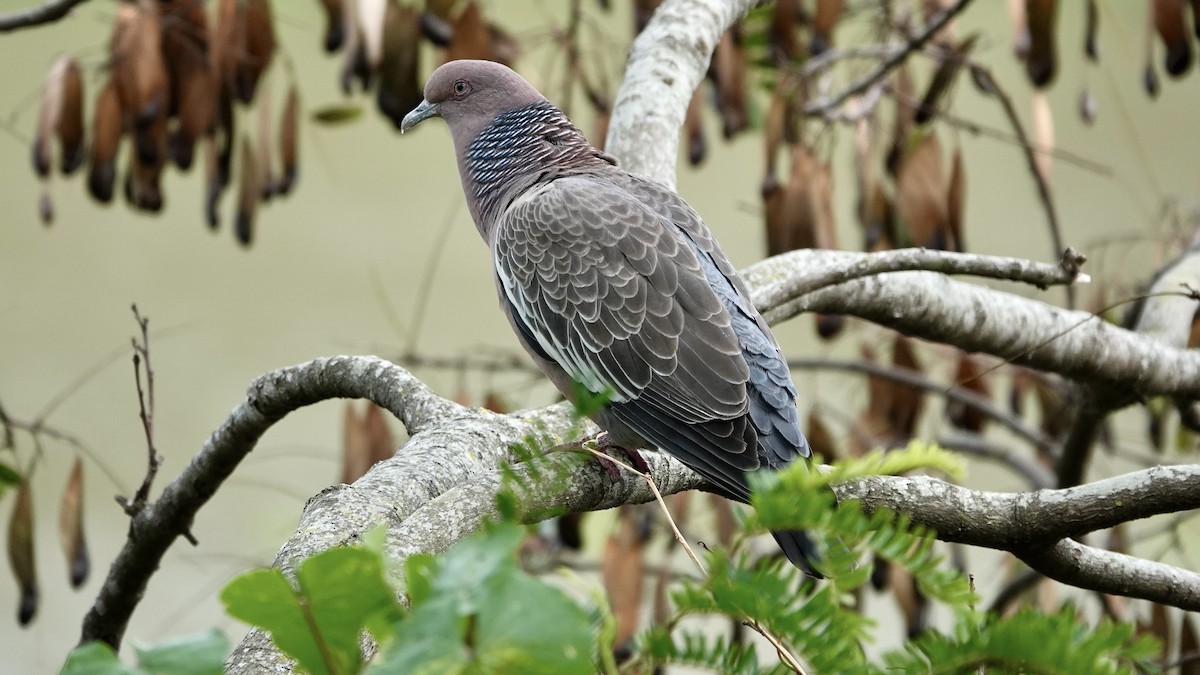 Paloma Picazuró - ML644749951