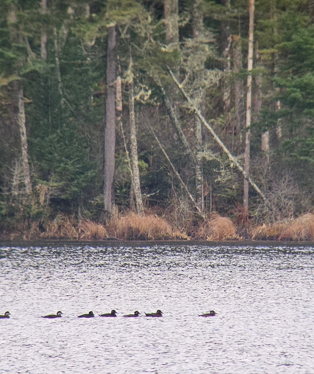 Surf Scoter - ML644749959