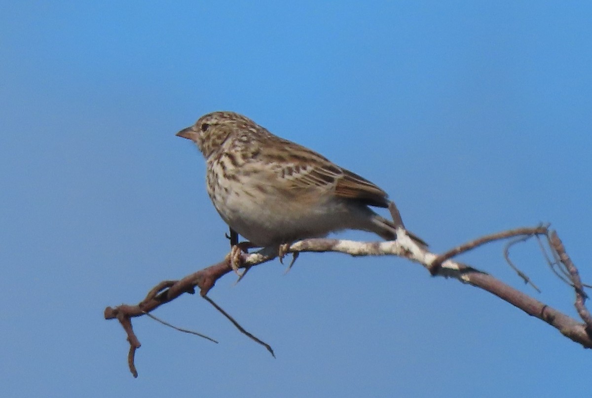 Madagascar Lark - ML644749964