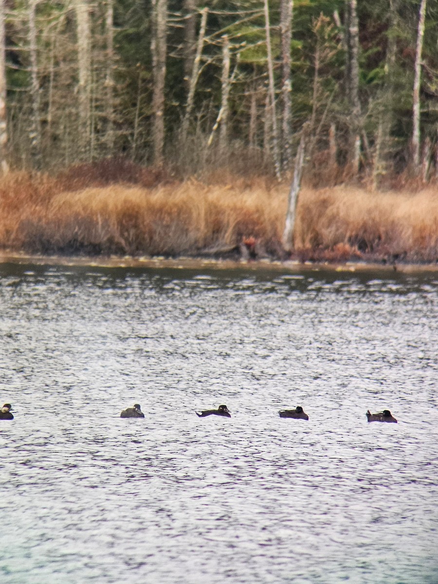 Surf Scoter - ML644749965