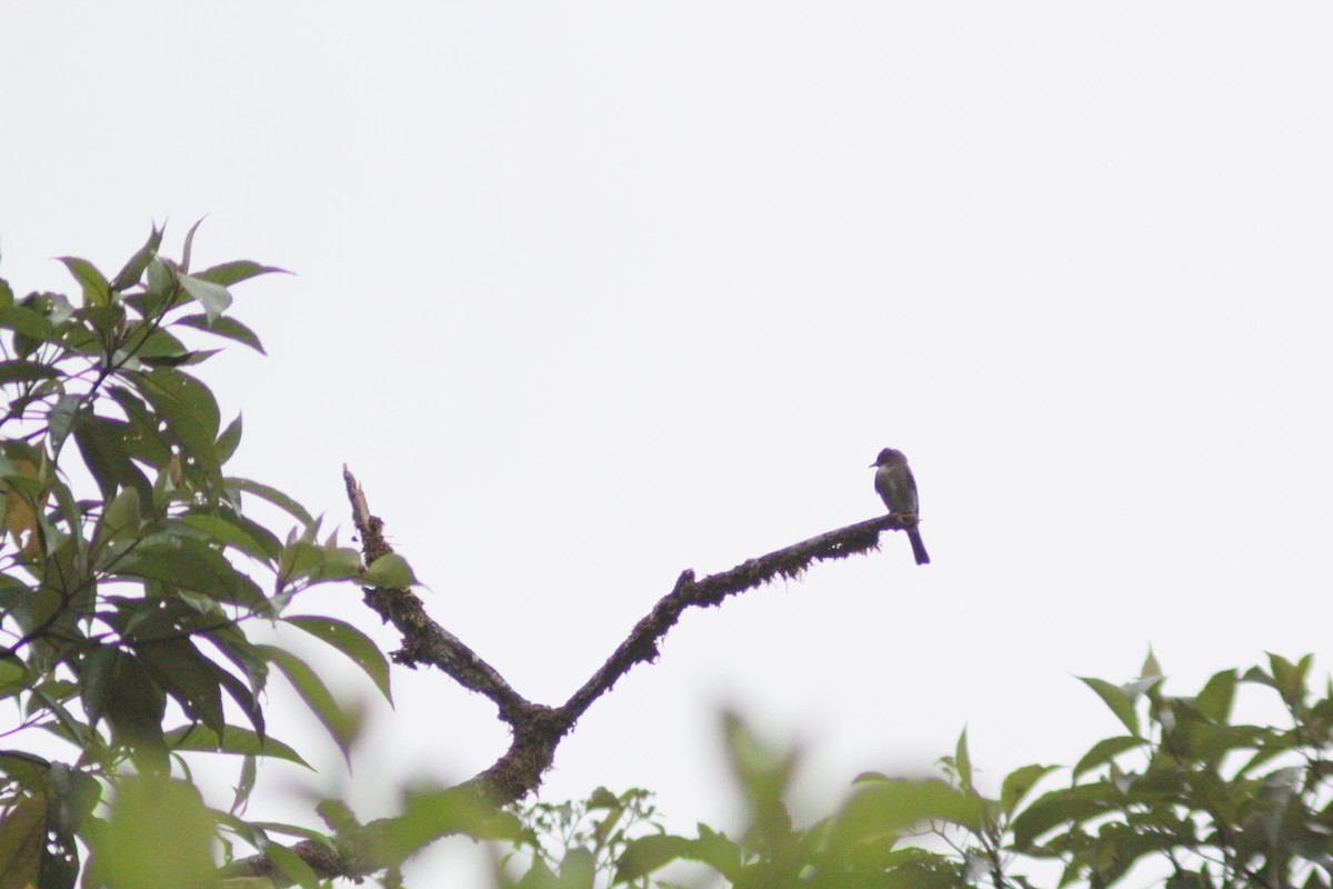 Pioui de l'Ouest - ML644749966