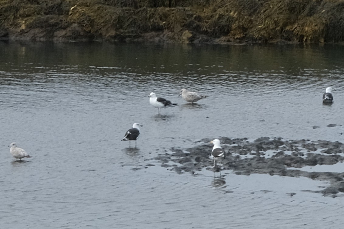 Great Black-backed Gull - ML644749994