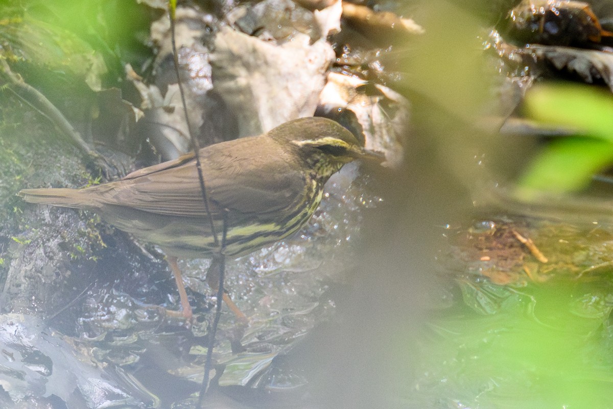 Northern Waterthrush - ML644750005