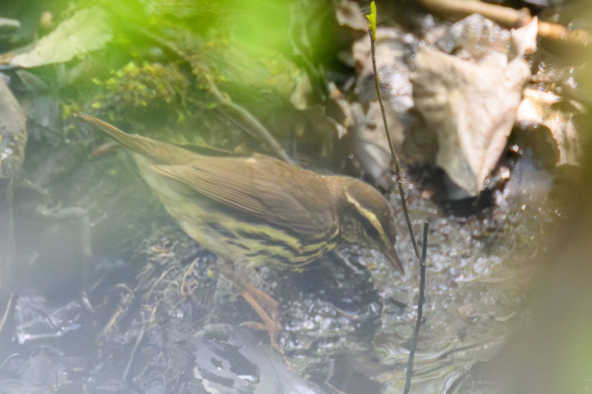 Northern Waterthrush - ML644750006