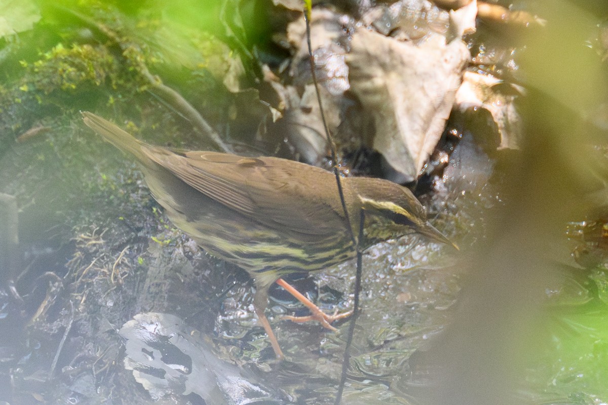 Northern Waterthrush - ML644750007