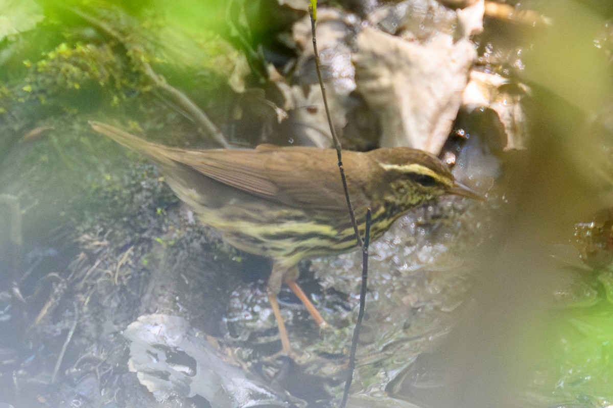 Northern Waterthrush - ML644750008