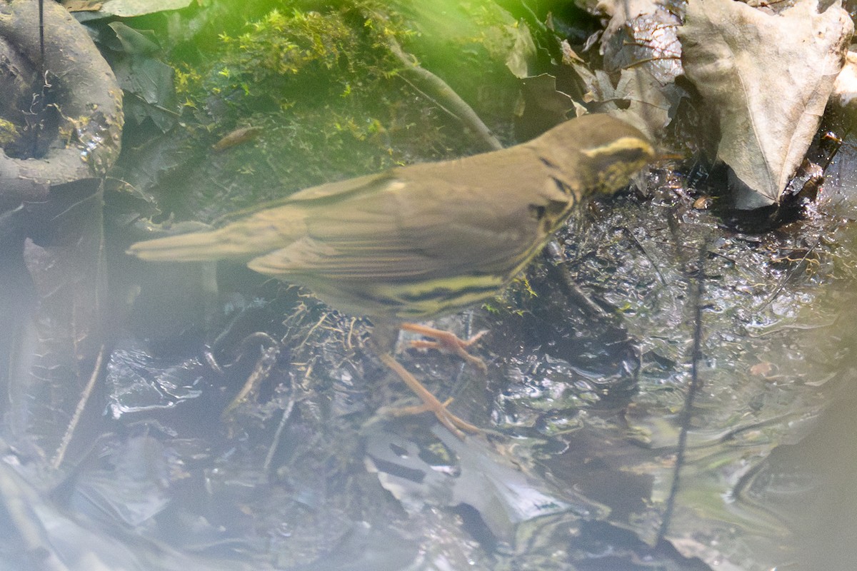 Northern Waterthrush - ML644750009