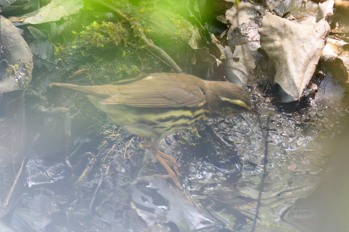 Northern Waterthrush - ML644750010