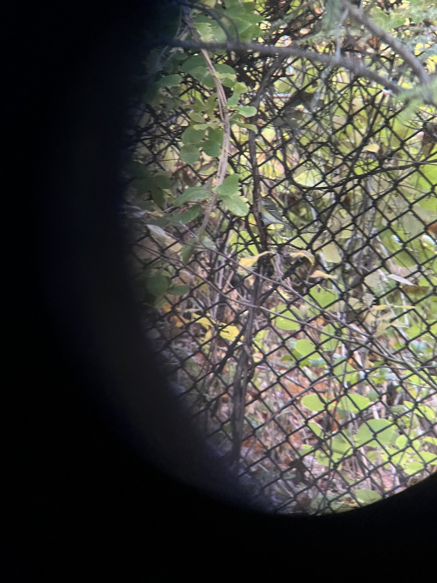 Weißaugenvireo - ML644750011