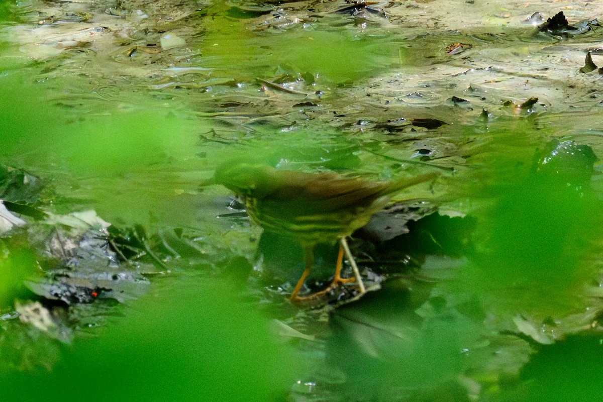 Northern Waterthrush - ML644750012