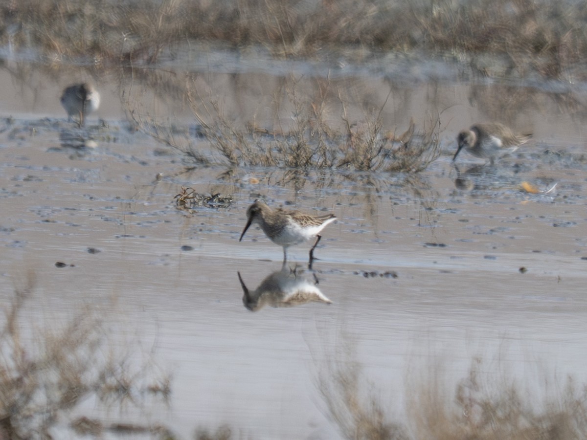 Txirri kurlinta - ML644750014