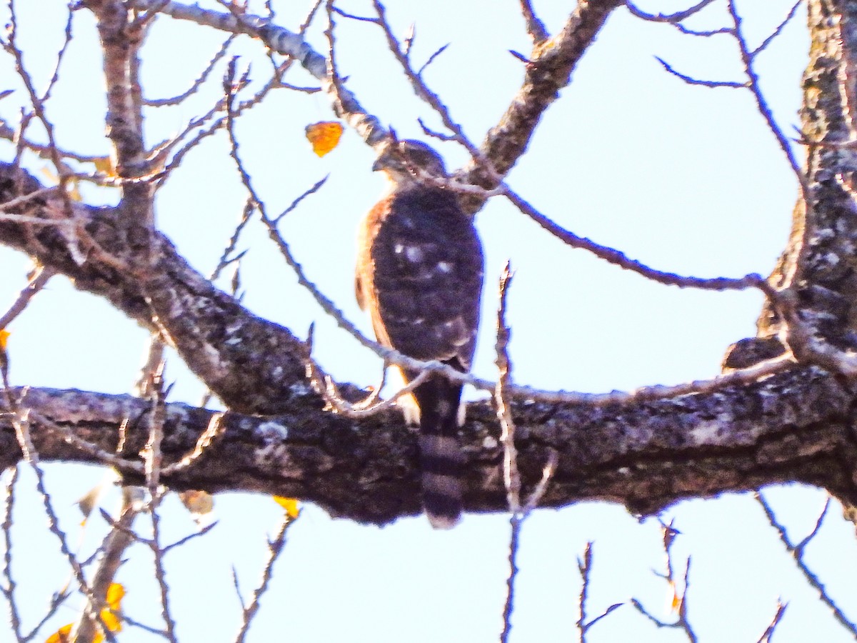 Cooper's Hawk - ML644750016