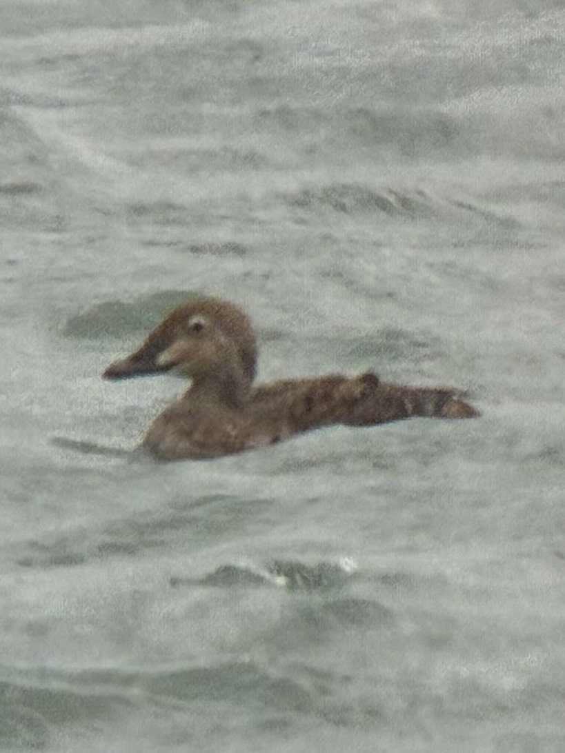 Гага-гребенушка - ML644750035