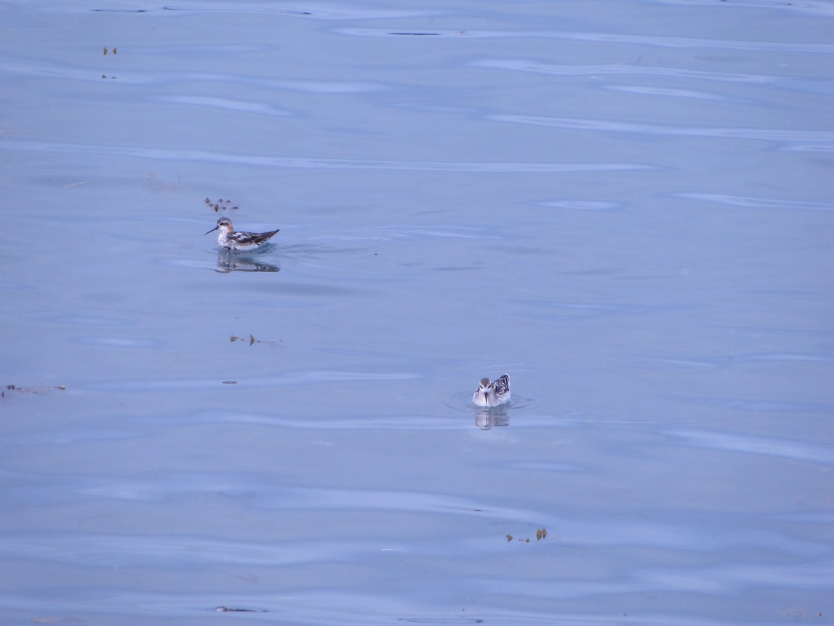 Плавунець круглодзьобий - ML644750039