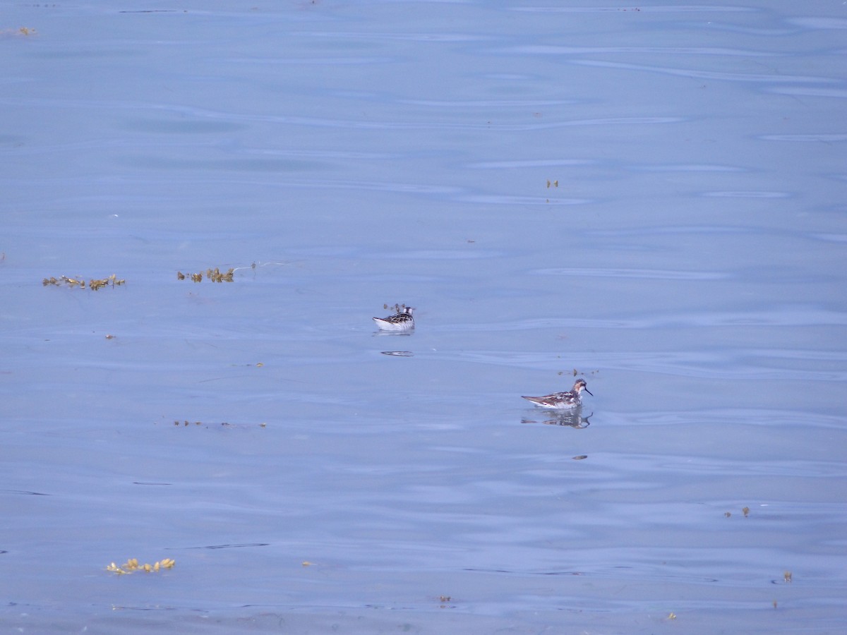 Плавунець круглодзьобий - ML644750040