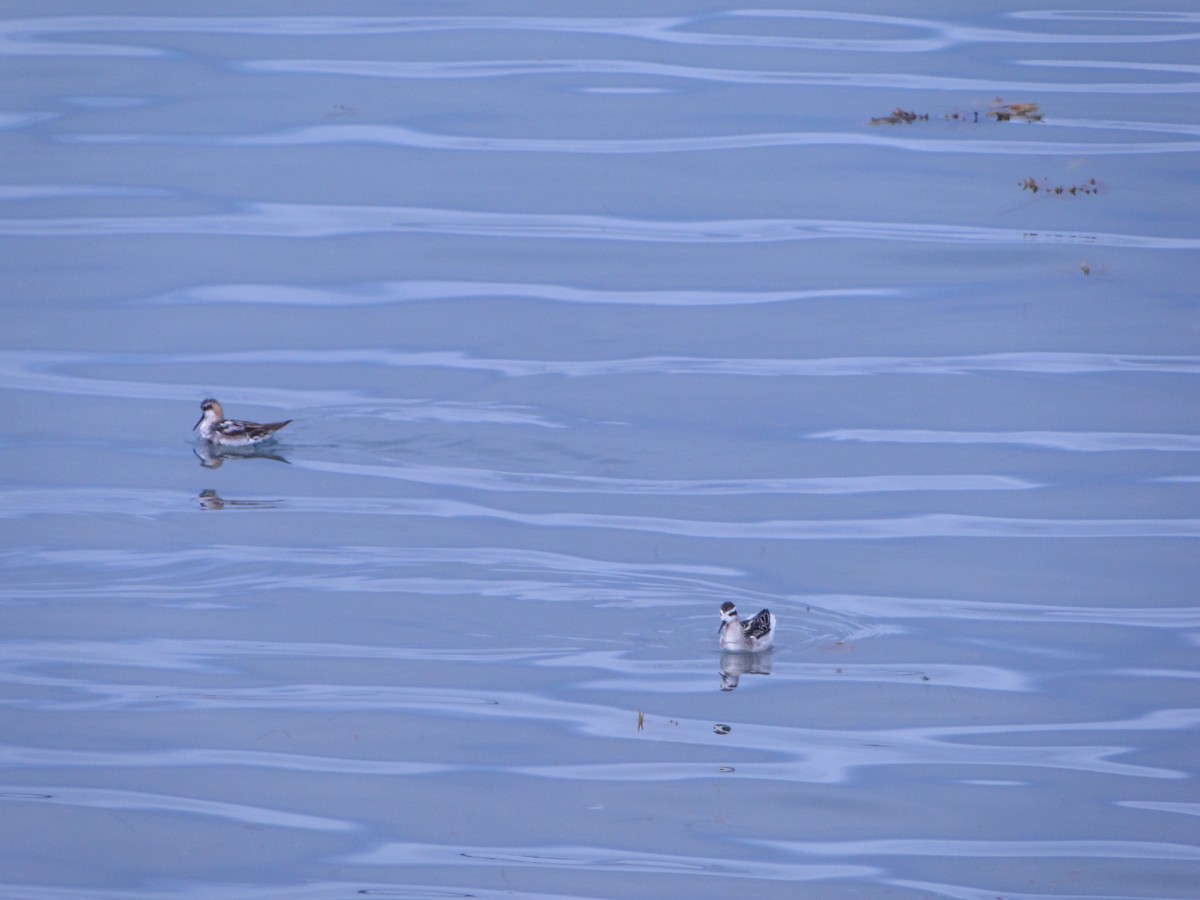 Плавунець круглодзьобий - ML644750041