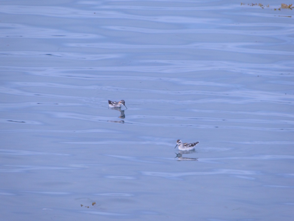 Плавунець круглодзьобий - ML644750042