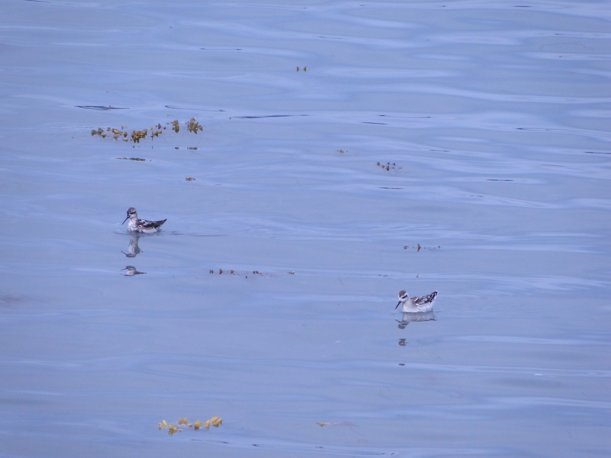 Плавунець круглодзьобий - ML644750043