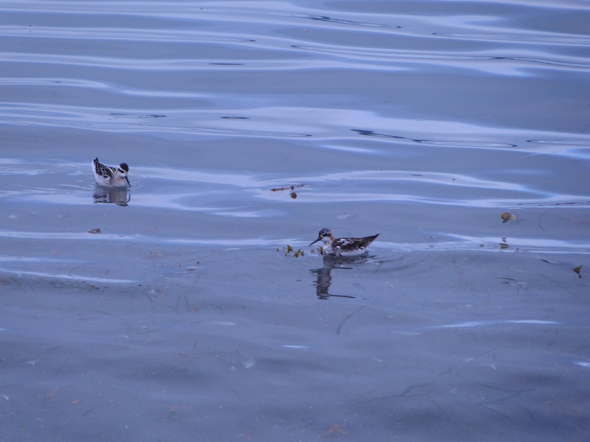 Плавунець круглодзьобий - ML644750044