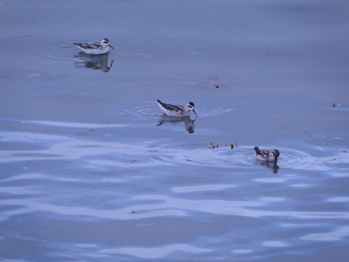 Плавунець круглодзьобий - ML644750045