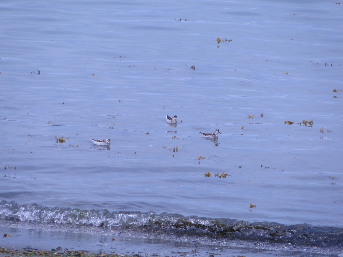 Плавунець круглодзьобий - ML644750046